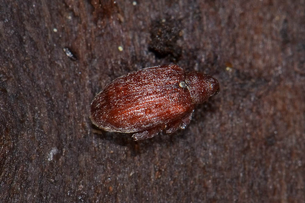 Orchestes testaceus, Curculionidae